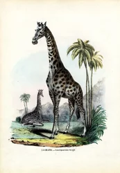 Giraffe, 1863-79